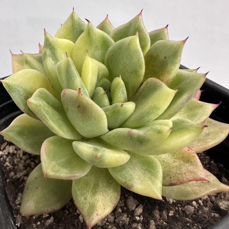 Echeveria Rajoya Variegated-73 : DK Succulents Korea- Rare Korean