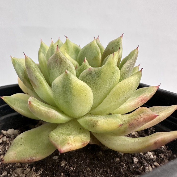 Echeveria Rajoya Variegated-73 : DK Succulents Korea- Rare Korean