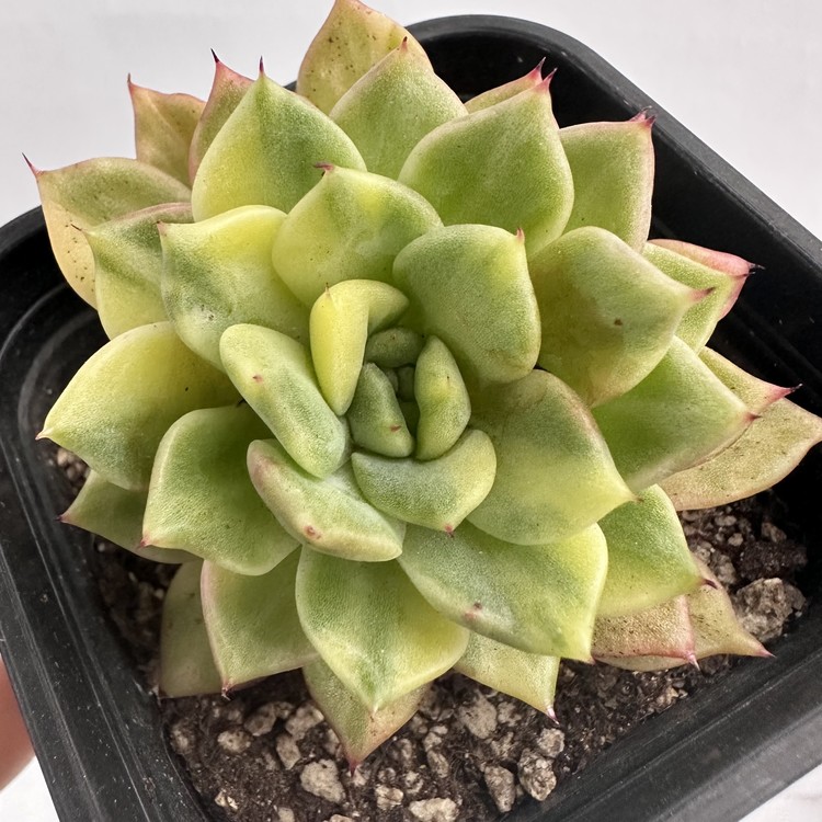 Echeveria Rajoya Variegated-73 : DK Succulents Korea- Rare Korean Succulents