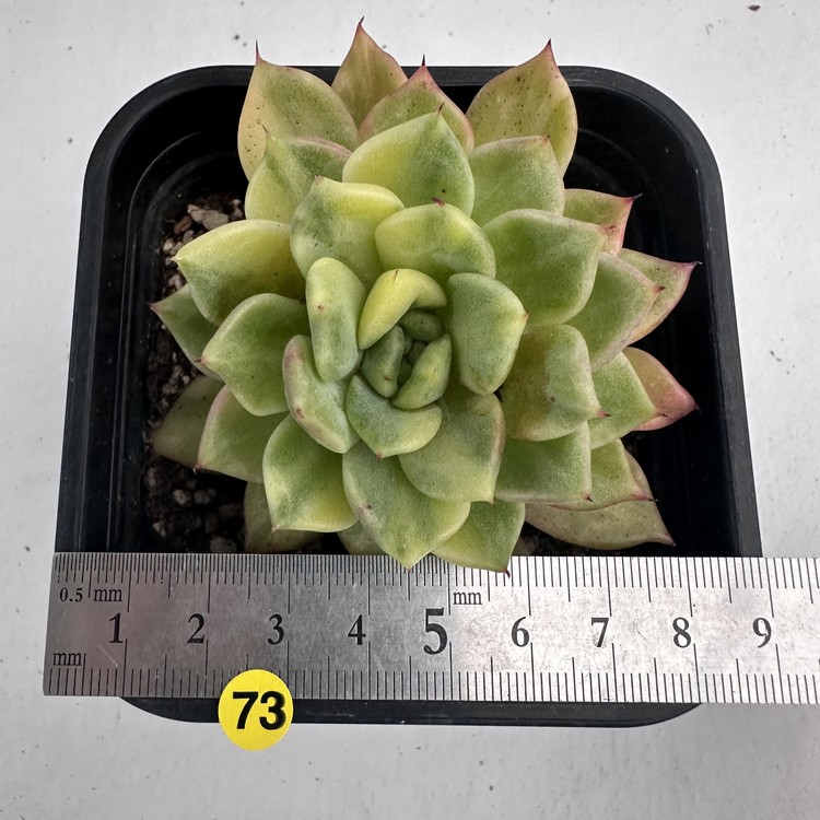 Echeveria Rajoya Variegated-73 : DK Succulents Korea- Rare Korean