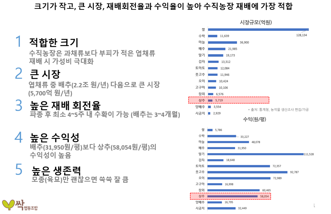 왜 상추인가?