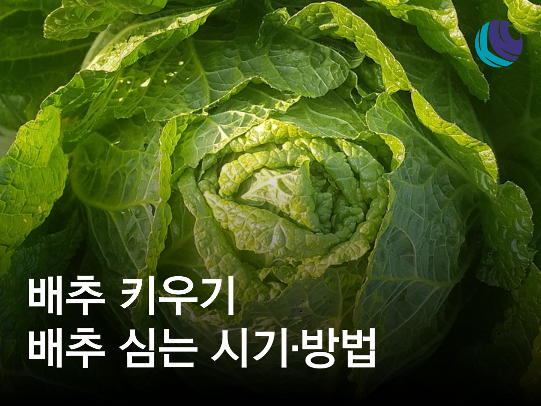 올해 김장배추는 권농종묘의 배추를 심어보세요! 배추 키우기 김장배추 심는 시기와 방법 : 농사정보