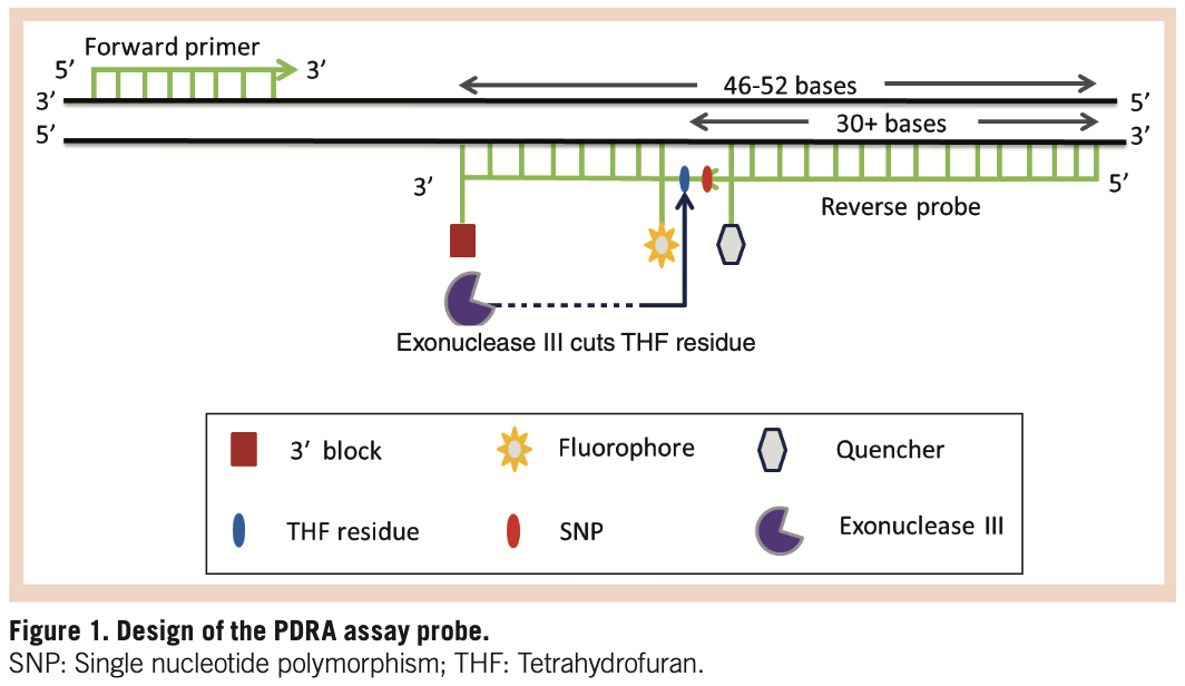 A probe-directed recombinase amplification assay for detection of MTHFR ...