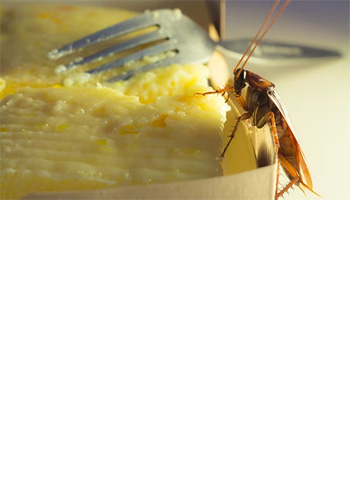 <br><br><br><br><br><br><br><br><br><br><br><br> <h5 style="text-align: center; line-height: 1.5;"><strong>The Dangers of Cockroaches</span></strong></h5>   <br>   <p style="text-align: left;">바퀴벌레가 식품안전에 어떻게 영향을 미치는지 확인해 보세요</span></span></p>  		<br><br>		<p style="text-align: center;">Read More ></span></span></p>