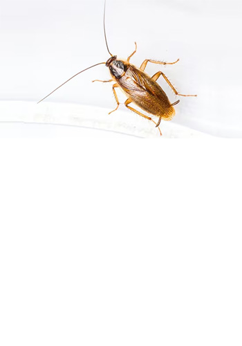 <br><br><br><br><br><br><br><br><br><br><br><br> <h5 style="text-align: center; line-height: 1.5;"><strong>Types of Cockroaches</span></strong></h5>   <br>   <p style="text-align: left;">생활환경과 사업장에서 가장 많은 문제가 되는 바퀴벌레 종류들에 대해 알아보세요</span></span></p>  		<br><br>		<p style="text-align: center;">Read More ></span></span></p>