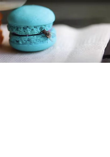 <br><br><br><br><br><br><br><br><br><br><br><br> <h5 style="text-align: center; line-height: 1.5;"><strong>Facts About Large Flies</span></strong></h5>   <br>   <p style="text-align: left;">파리들의 생태를 이해하면 사업장을 파리로부터 보호하는데 도움이 됩니다</span></span></p>  		<br><br>		<p style="text-align: center;">Read More ></span></span></p>