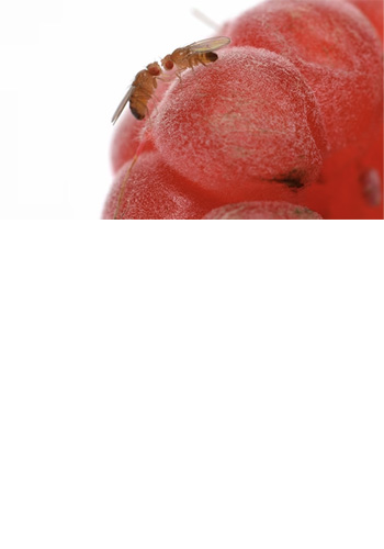 <br><br><br><br><br><br><br><br><br><br><br><br> <h5 style="text-align: center; line-height: 1.5;"><strong>Fly Control and Prevention</span></strong></h5>   <br>   <p style="text-align: left;">소형 파리는 사업장의 환경을 개선하고 일상적인 위생관리 체계를 향상 시켜야 근본적인 해결이 가능합니다</span></span></p>  		<br>		<p style="text-align: center;">Read More ></span></span></p>