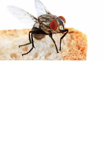 <br><br><br><br><br><br><br><br><br> <h5 style="text-align: center; line-height: 1.5;"><strong>Large Flies and Food Safety</span></strong></h5>   <br>   <p style="text-align: left;">파리로 인해 발생할 수 있는 식품안전의 위협은 심각합니다</span></span></p>  		<br>		<p style="text-align: center;">Read More ></span></span></p>