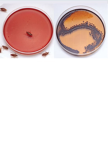 <br><br><br><br><br><br><br><br><br> <h5 style="text-align: center; line-height: 1.5;"><strong>Diseases Spread by Cockroaches</span></strong></h5>   <br>   <p style="text-align: left;">바퀴벌레는 수많은 질병을 옮기는 것으로 알려져 있고 식품과 식품접촉 시설과 기구의 표면을 오염시킵니다</span></span></p>  		<br>		<p style="text-align: center;">Read More ></span></span></p>