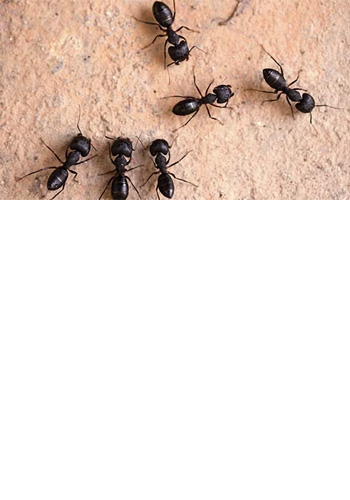 <br><br><br><br><br><br><br><br><br><br> <h5 style="text-align: center; line-height: 1.5;"><strong>Ants: Complex, But Controllable Pest</span></strong></h5>   <br>   <p style="text-align: left;">개미는 수많은 종이 존재하고, 종별로 생태특성이 상이한 해충입니다</span></span></p>  		<br>		<p style="text-align: center;">Read More ></span></span></p>