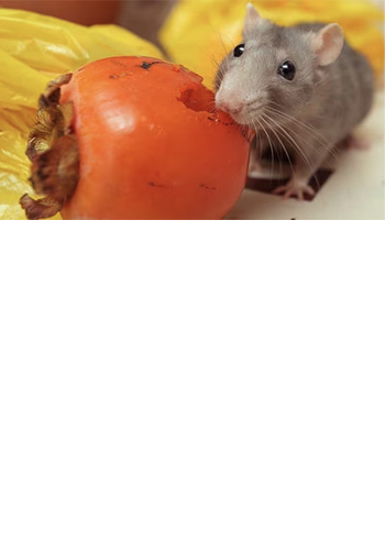 <br><br><br><br><br><br><br><br><br> <h5 style="text-align: center; line-height: 1.5;"><strong>Food Safety 101</span></strong></h5>   <br>  <p style="text-align: left;">쥐는 기후가 서늘해지면 사업장에 피해를 증가시킵니다. 주변환경에서의 침입, 물류혼입을 통한 내부침입 등을 사전에 예방하세요</span></span></p>  		<br>		<p style="text-align: center;">Read More ></span></span></p>