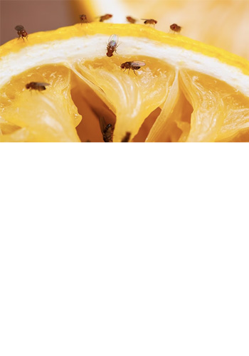 <br><br><br><br><br><br><br><br><br> <h5 style="text-align: center; line-height: 1.5;"><strong>Small Flies and Food Safety</span></strong></h5>   <br>   <p style="text-align: left;">소형 파리들은 귀찮은 해충일 뿐만 아니라 박테리아를 옮겨 식품을 오염시키는 해충입니다</span></span></p>  		<br>		<p style="text-align: center;">Read More ></span></span></p>