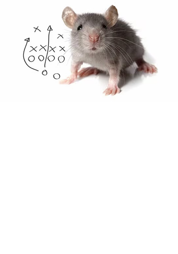 <br><br><br><br><br><br><br><br><br><br><br><br> <h5 style="text-align: center; line-height: 1.5;"><strong>Rodent Defense and Food Safety</span></strong></h5>   <br>   <p style="text-align: left;">쥐로부터 사업장을 보호하기 위한 과학적 접근법에 대해 알아보세요</span></span></p>  		<br>		<p style="text-align: center;">Read More ></span></span></p>