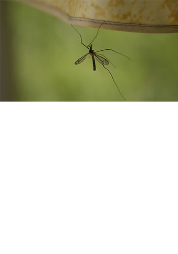 <br><br><br><br><br><br><br><br><br><br><br><br> <h5 style="text-align: center; line-height: 1.5;"><strong>Pest Spotlight: Mosquitoes</span></strong></h5>   <br>  <p style="text-align: left;">모기에게 한번만 물려도 생명이 위험한 병에 감염될 수 있습니다</span></span></p>  		<br>		<p style="text-align: center;">Read More ></span></span></p>