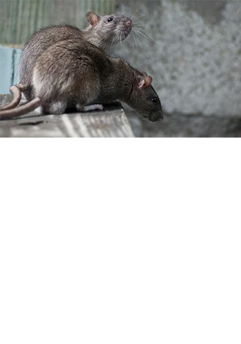 <br><br><br><br><br><br><br><br><br><br><br><br> <h5 style="text-align: center; line-height: 1.5;"><strong>Common Types of Rodents</span></strong></h5>   <br>   <p style="text-align: left;"></span>쥐는 보건환경과 식품안전에 심각한 위협이 되고 있습니다. 사업장에서 문제가 되는 쥐들을 확인해 보세요</span></p>  		<br>		<p style="text-align: center;">Read More ></span></span></p>