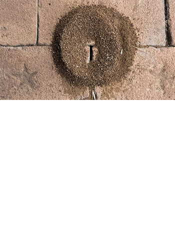 <br><br><br><br><br><br><br><br><br><br> <h5 style="text-align: center; line-height: 1.5;"><strong>Pest Files: Locating Ant Nests</span></strong></h5>   <br>  <p style="text-align: left;">개미 둥지의 위치 파악과, 둥지를 형성한 유인요인 파악이 핵심입니다.</span></span></p>  		<br>		<p style="text-align: center;">Read More ></span></span></p>