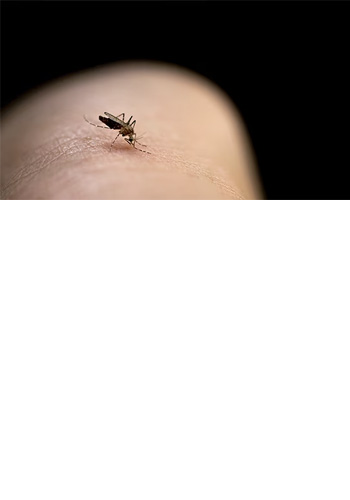 <br><br><br><br><br><br><br><br><br><br><br><br> <h5 style="text-align: center; line-height: 1.5;"><strong>Protect Employees & Guests</span></strong></h5>   <br>   <p style="text-align: left;">모기의 위험으로부터 사업장 종사자와 고객을 보호하는 방법을 알아보세요 </span></span></p>  		<br>		<p style="text-align: center;">Read More ></span></span></p>