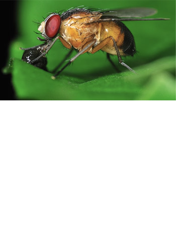 <br><br><br><br><br><br><br><br><br> <h5 style="text-align: center; line-height: 1.5;"><strong>Facts About Small Flies</span></strong></h5>   <br>   <p style="text-align: left;">소형파리의 종류별 특성을 이해하면 사업장을 보호하는데 도움이 됩니다</span></span></p>  		<br><br>		<p style="text-align: center;">Read More ></span></span></p>