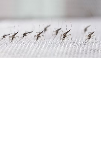 <br><br><br><br><br><br><br><br><br> <h5 style="text-align: center; line-height: 1.5;"><strong>Common Types of Mosquitoes</span></strong></h5>   <br>   <p style="text-align: left;"></span>지구상에는 3,000종 이상의 모기가 존재합니다. 주요 모기를 알아보세요</span></p>  		<br>		<p style="text-align: center;">Read More ></span></span></p>