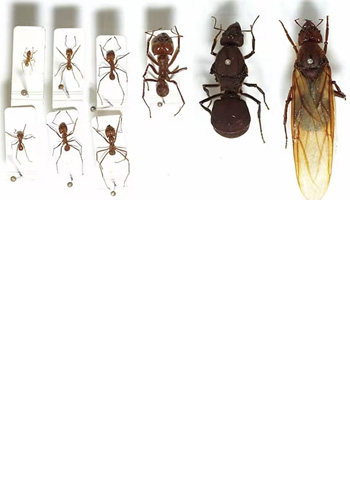 <br><br><br><br><br><br><br><br><br><br> <h5 style="text-align: center; line-height: 1.5;"><strong>Common Types of Ants</span></strong></h5>   <br>   <p style="text-align: left;"></span>개미는 작은 크기로 인해 종 구분이 어려워 피해를 예방하기가 쉽지 않습니다</span></p>  		<br>		<p style="text-align: center;">Read More ></span></span></p>