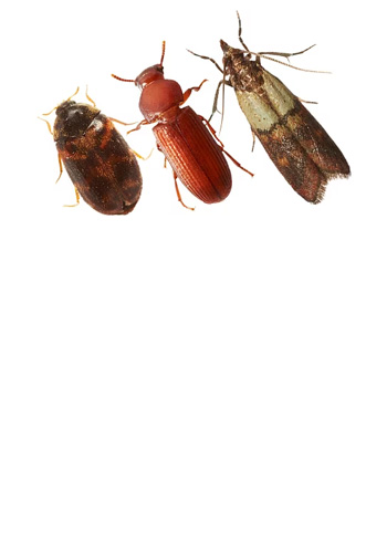 <br><br><br><br><br><br><br><br><br><br><br><br> <h5 style="text-align: center; line-height: 1.5;"><strong>Stored Product Pest Control</span></strong></h5>   <br>   <p style="text-align: left;">만약 사업장에 저곡해충이 번식하고 있다면 심각한 문제를 초래합니다</span></span></p>  		<br>		<p style="text-align: center;">Read More ></span></span></p>