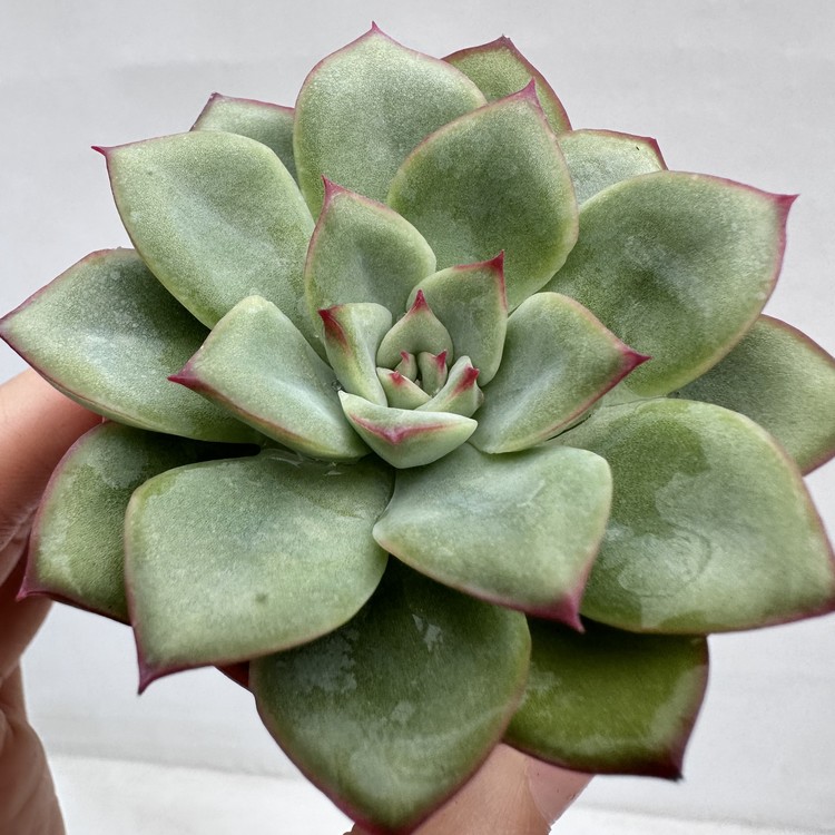 Echeveria Rosita-41 : DK Succulents Korea- Rare Korean Succulents