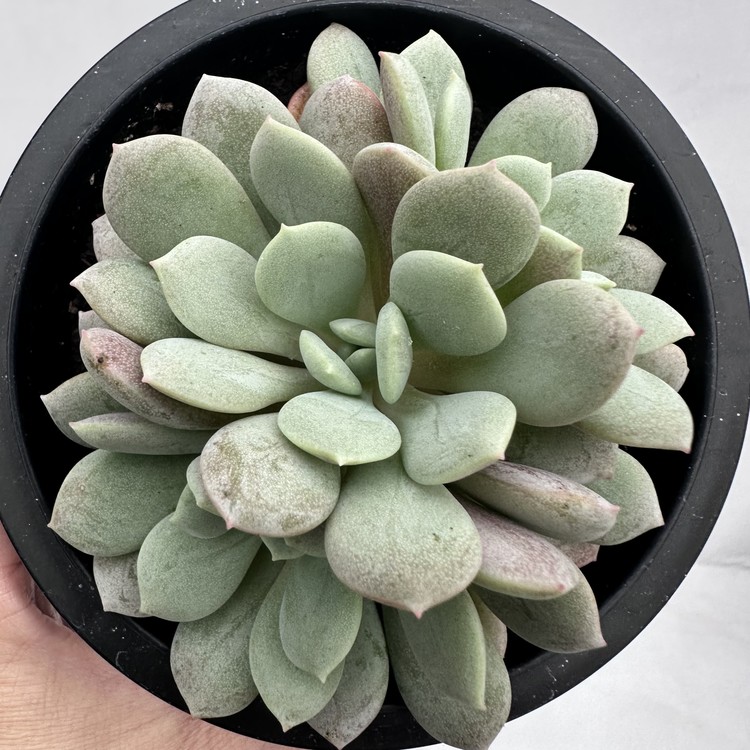 Echeveria Soul Mint97 DK Succulents Korea Rare Korean Succulents