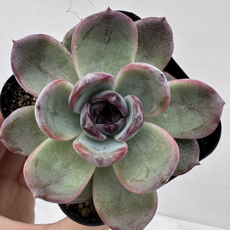 Echeveria Dark Opal-25 : DK Succulents Korea- Rare Korean Succulents