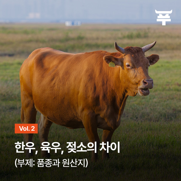 [Vol. 2] 한우, 육우, 젖소의 차이(부제: 품종과 원산지) : 우호삼