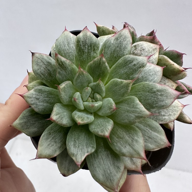 Echeveria Miracle Variegated-41 : DK Succulents Korea- Rare Korean ...