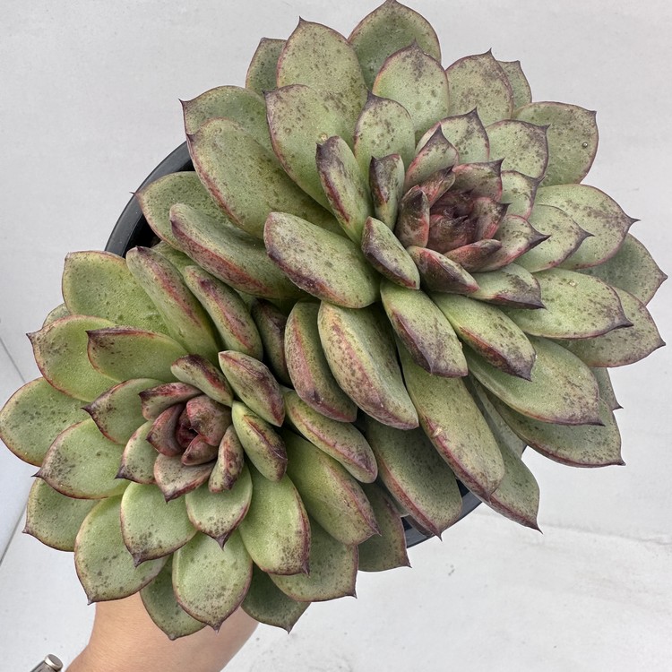 Echeveria Black Queen Cluster-44 : DK Succulents Korea- Rare Korean ...