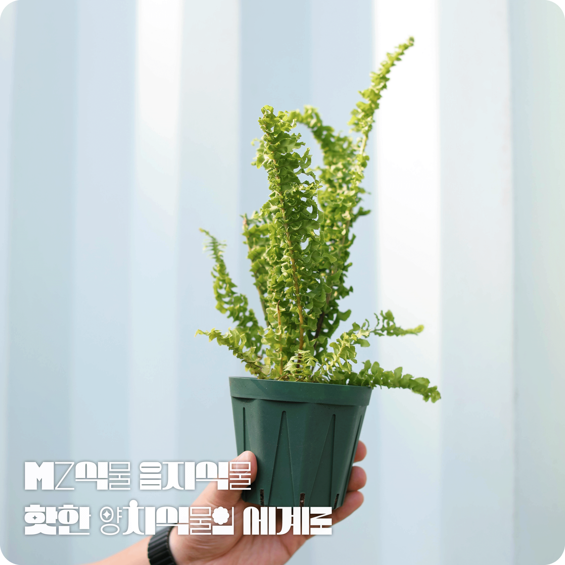 기획전