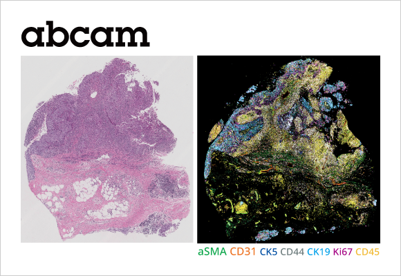 Multiplex IHC 및 IHC 권장 1차 항체