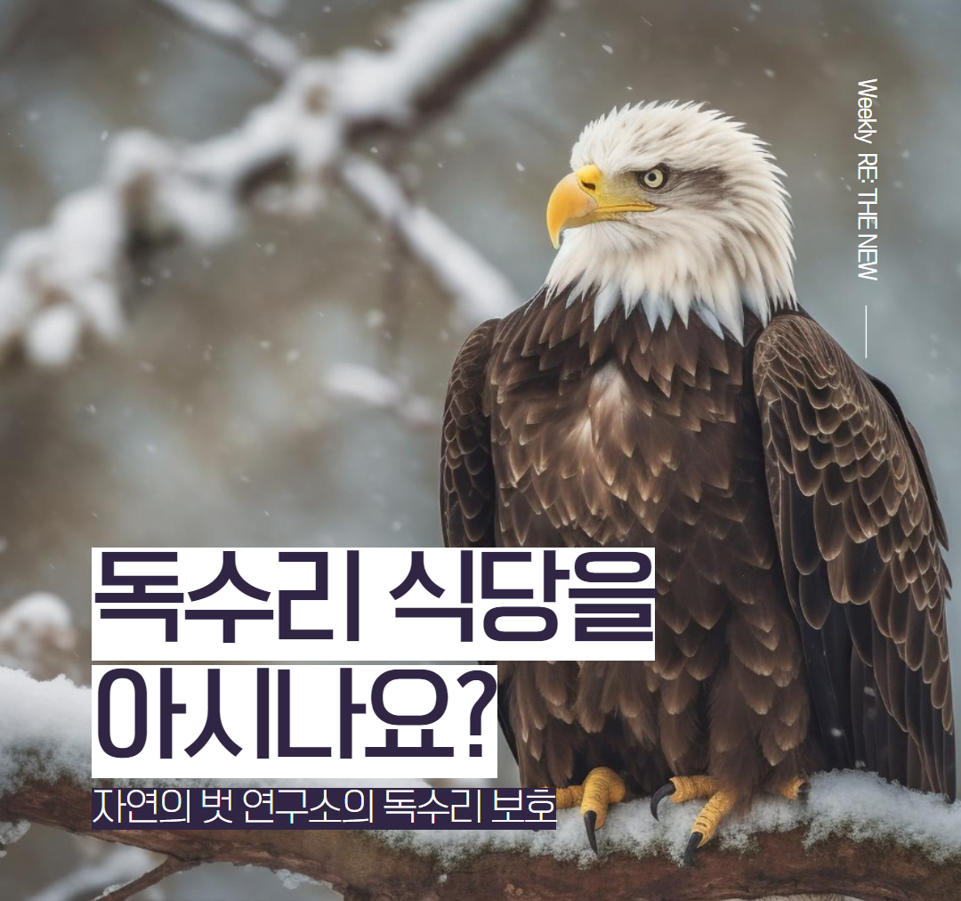 자연의 벗 연구소의 독수리 보호] 독수리 식당을 아시나요? : RE, THE NEW | 리더뉴, image size:1080x1012