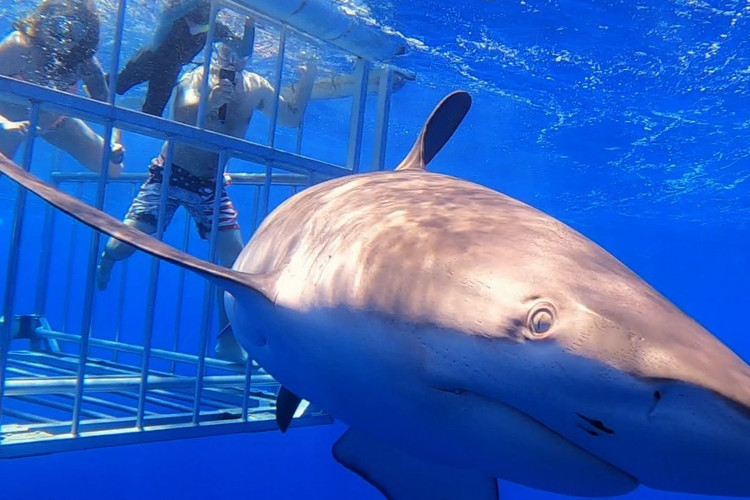 ケージ付きハワイ サメ ツアー : ナル ツアー＆トランスポーテーション