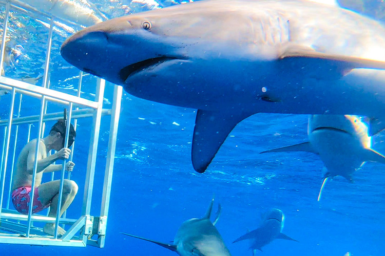 ケージ付きハワイ サメ ツアー : ナル ツアー＆トランスポーテーション