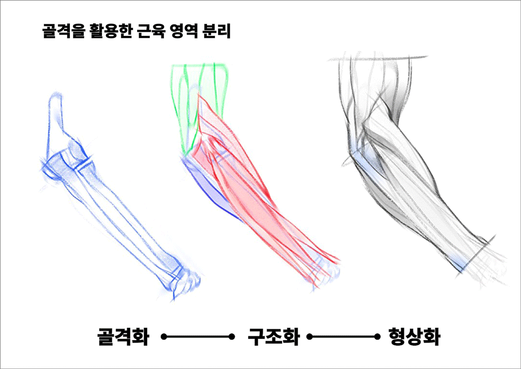 해부학 팔 해석과 그리는 법