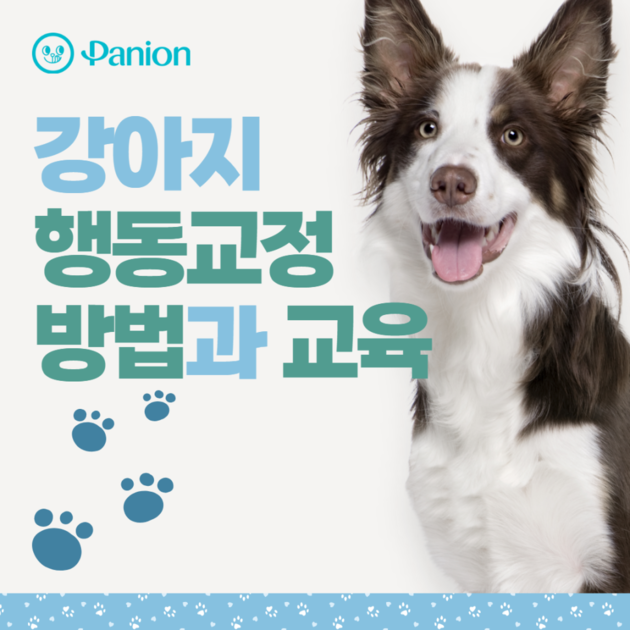 강아지 행동교정 방법과 교육 Panion : Panion Magazine