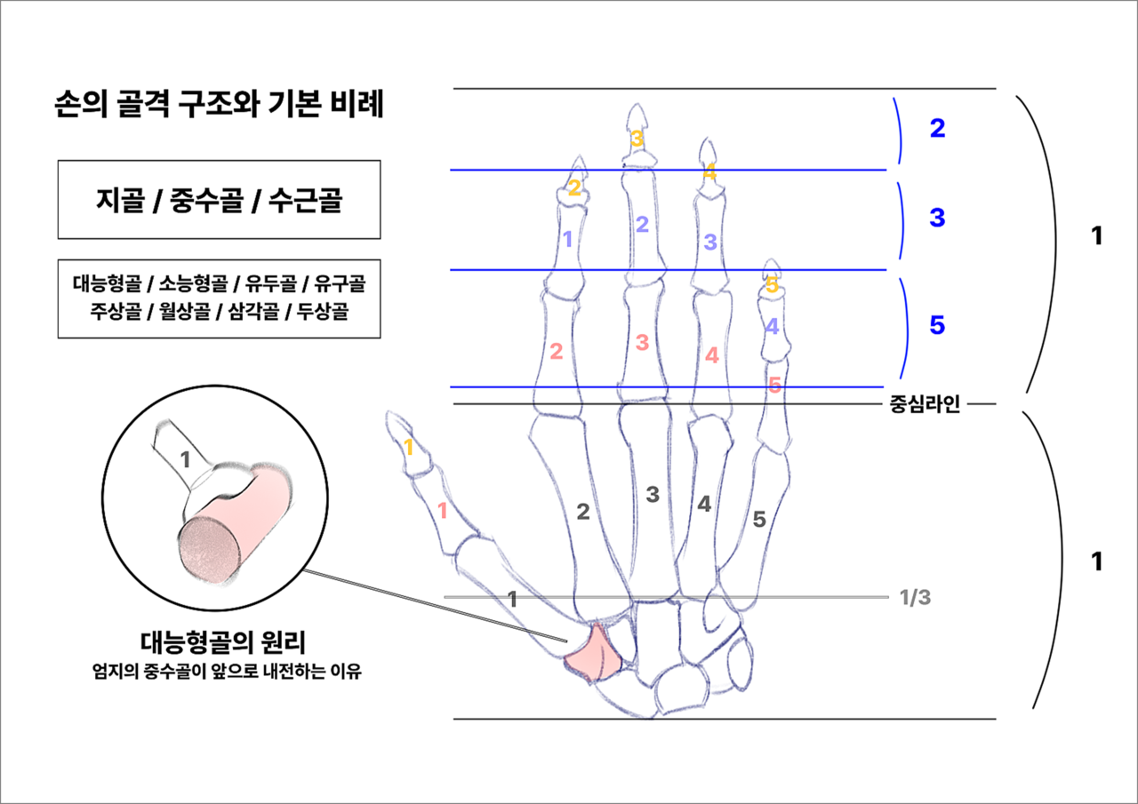 손을 그리기 위한 비례도