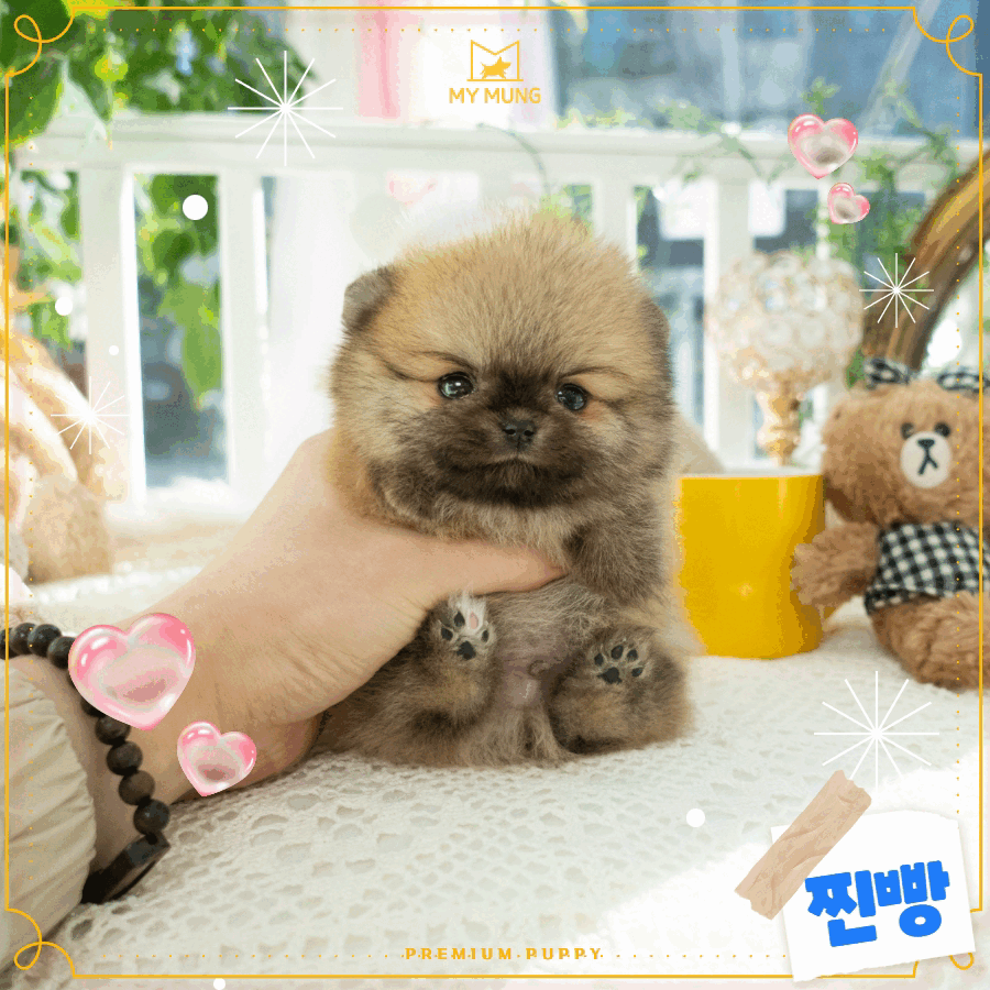 세이블포메 [Pomeranian] 마이멍