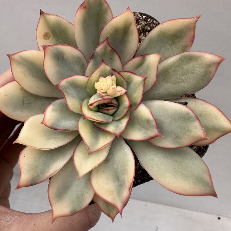 Echeveria Esther Variegated-77 : DK Succulents Korea- Rare Korean ...