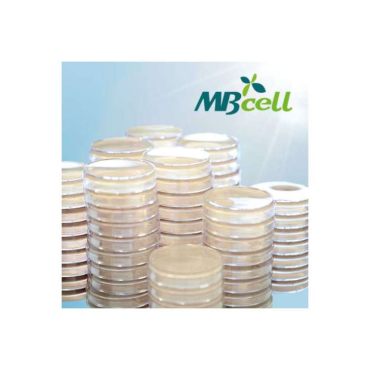 PDA (Potato Dextrose Agar) Plate [50 plates] : Saintone(주)