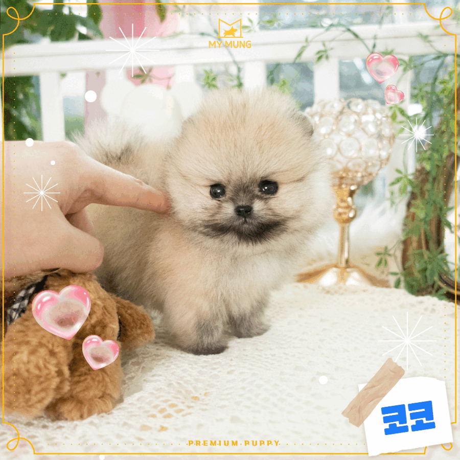 세이블포메 [Pomeranian] 마이멍