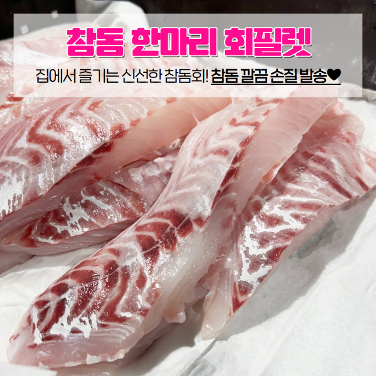 국내산 자연산 참돔 한마리 회필렛 : 신선팔팔농수산