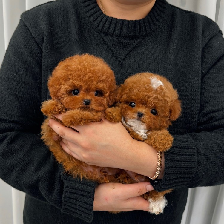 Apricot clearance teacup poodle