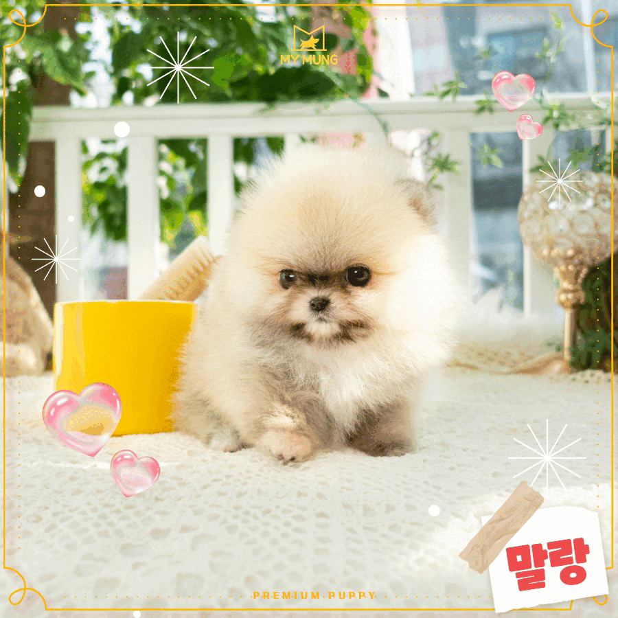 세이블포메 [Pomeranian] 마이멍