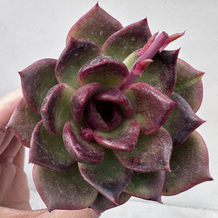 Echeveria Kirr-83 : DK Succulents Korea- Rare Korean Succulents