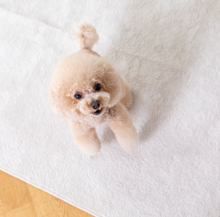 <p style="margin-bottom:0.5px;  font-family: 'Pretendard Variable', sans-serif; font-weight: 400;">펫사업</p>