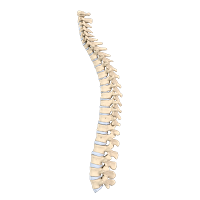 Spine_3D : INFOGRAPHY (인포그라피)