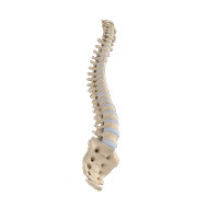 Spinetriangle_3D : INFOGRAPHY (인포그라피)